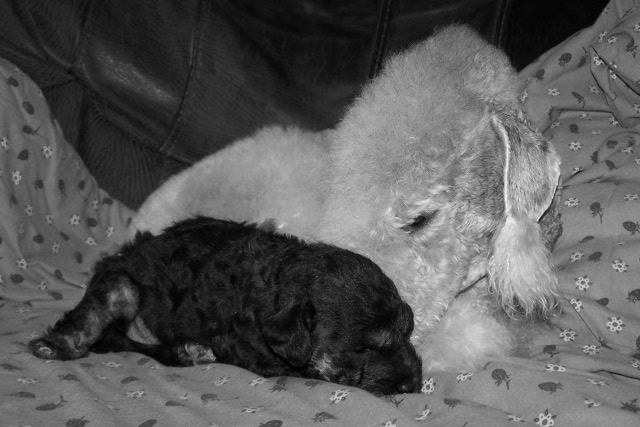 Arc-en-ciel Arlequin 03.02.JPG